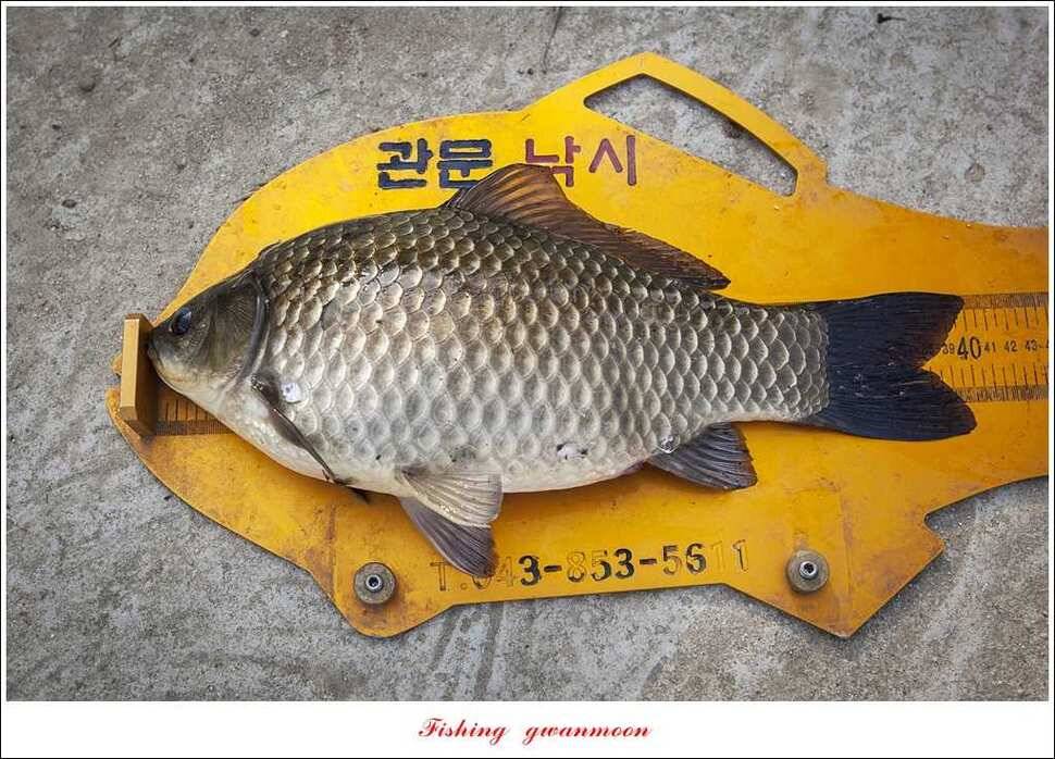 465 cm425 cm40 cm 대박 (조황조행기 - 특파원조황)