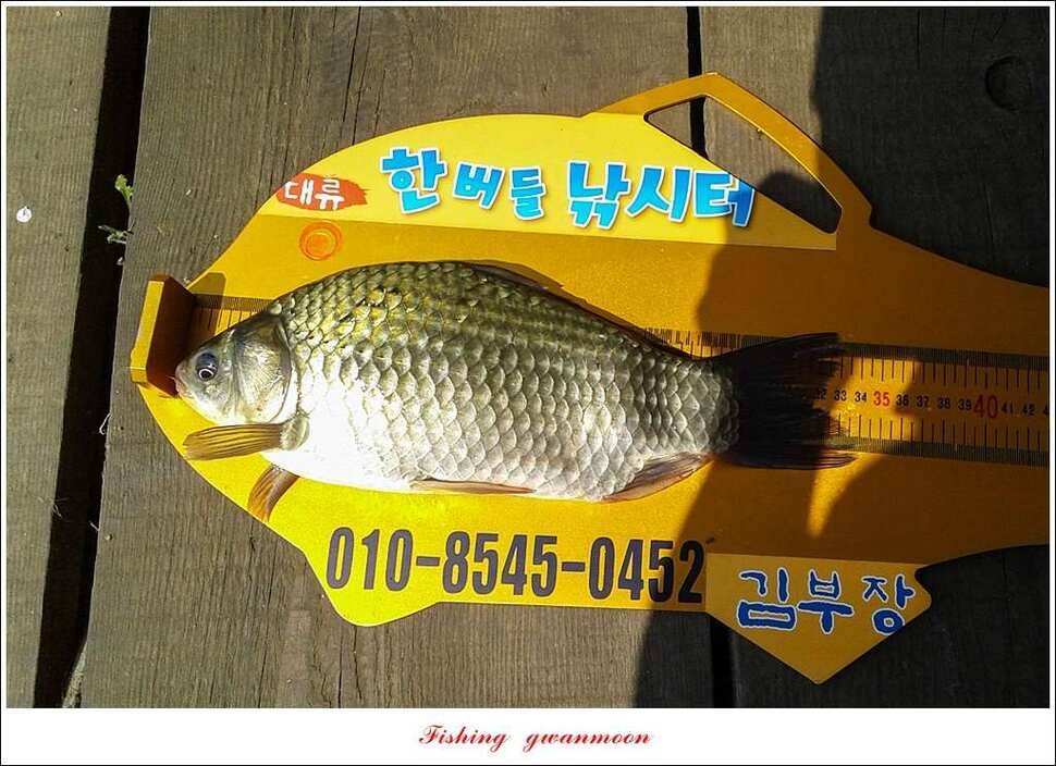 한버들 월척화곡지 마릿수 월척 조황 (조황조행기 - 특파원조황)