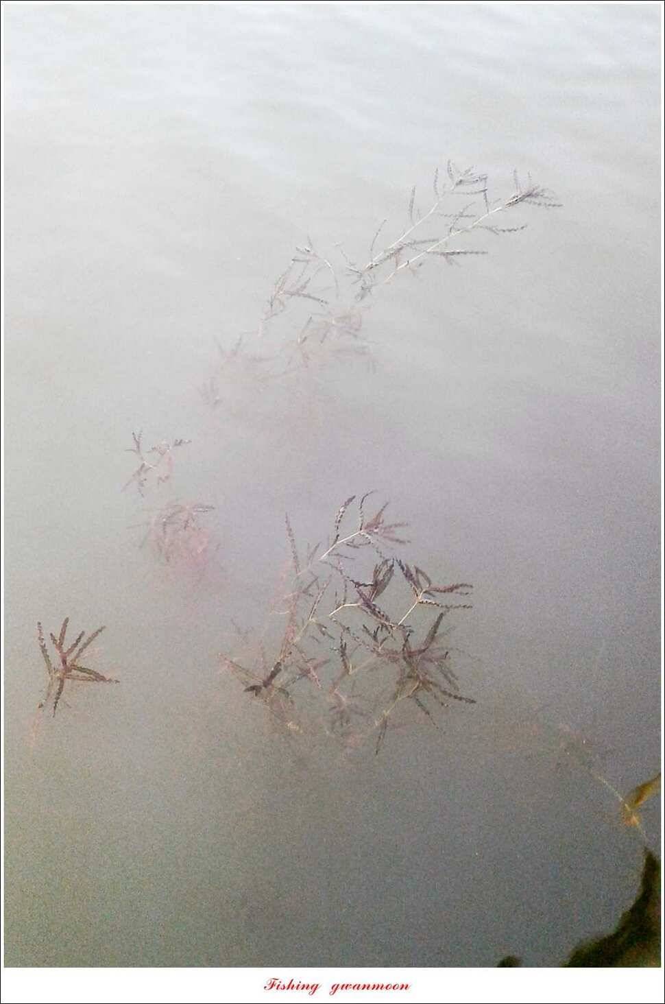 한버들 월척화곡지 마릿수 월척 조황 (조황조행기 - 특파원조황)