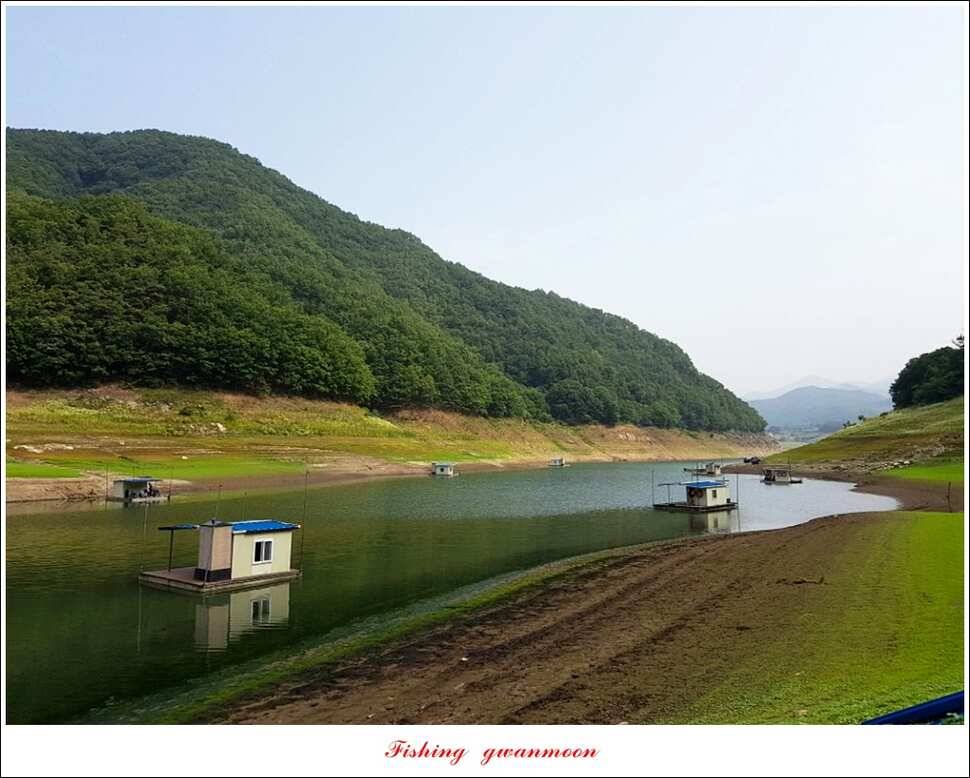 충주호칠성지 주말 조황 (조황조행기 - 특파원조황)