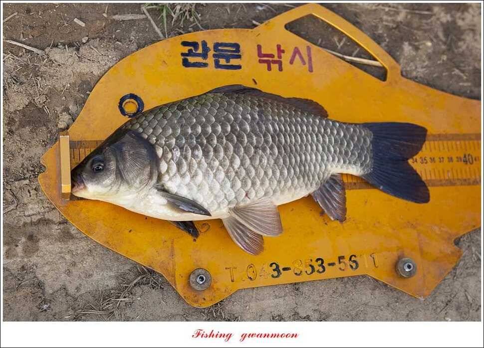 465 cm425 cm40 cm 대박 (조황조행기 - 특파원조황)