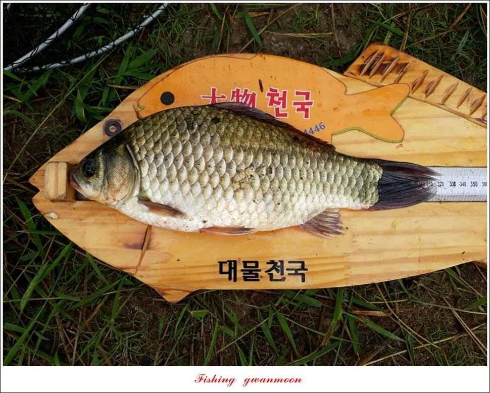 충주호 오름수위화곡지 월척 마릿수 조황 (조황조행기 - 특파원조황)