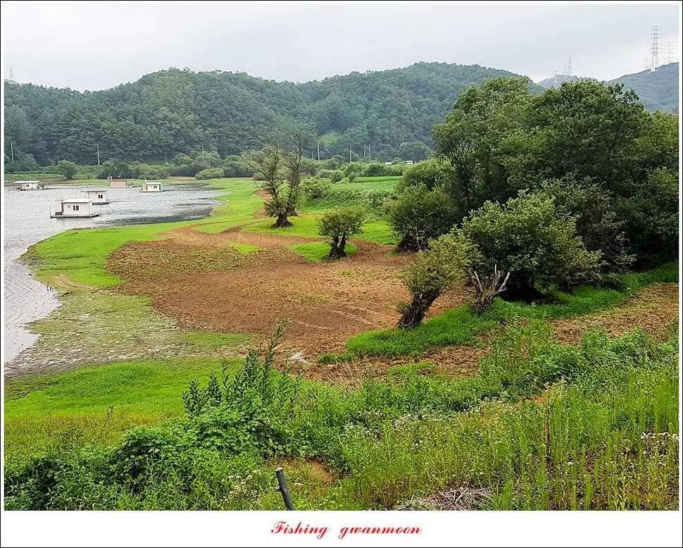 충주호 오름수위화곡지 월척 마릿수 조황 (조황조행기 - 특파원조황)