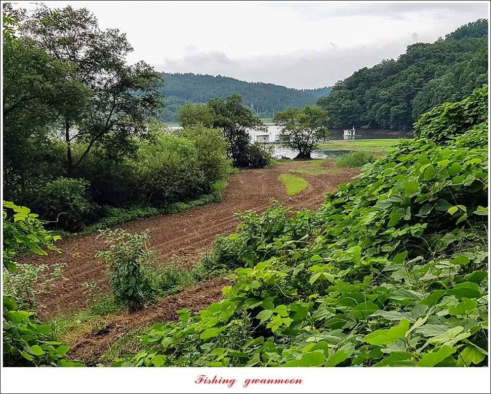 충주호 오름수위화곡지 월척 마릿수 조황 (조황조행기 - 특파원조황)