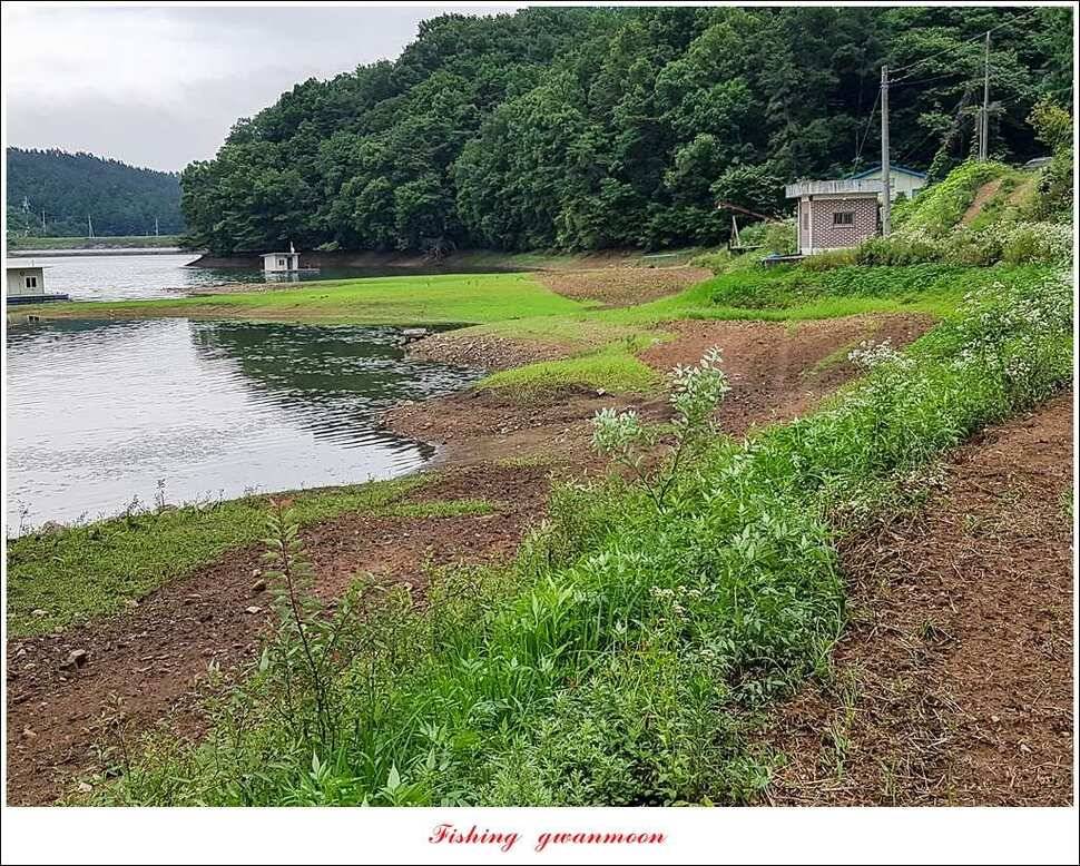충주호 오름수위화곡지 월척 마릿수 조황 (조황조행기 - 특파원조황)