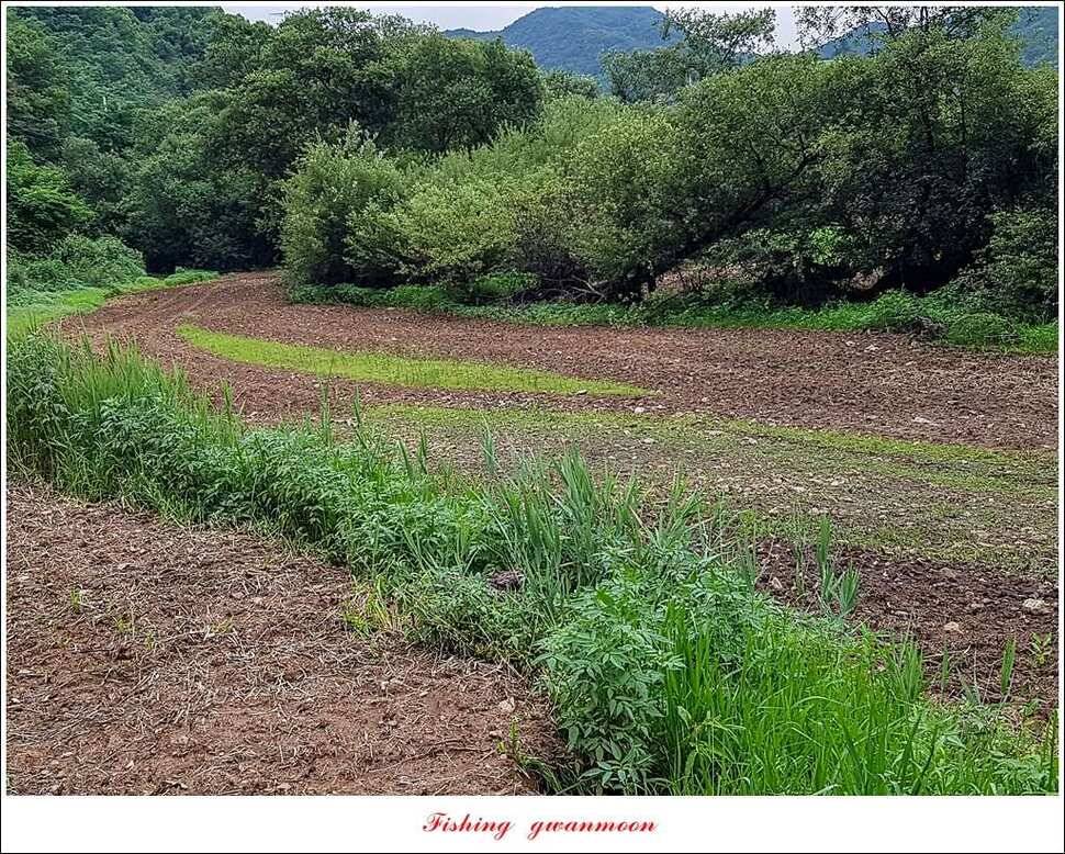 충주호 오름수위화곡지 월척 마릿수 조황 (조황조행기 - 특파원조황)