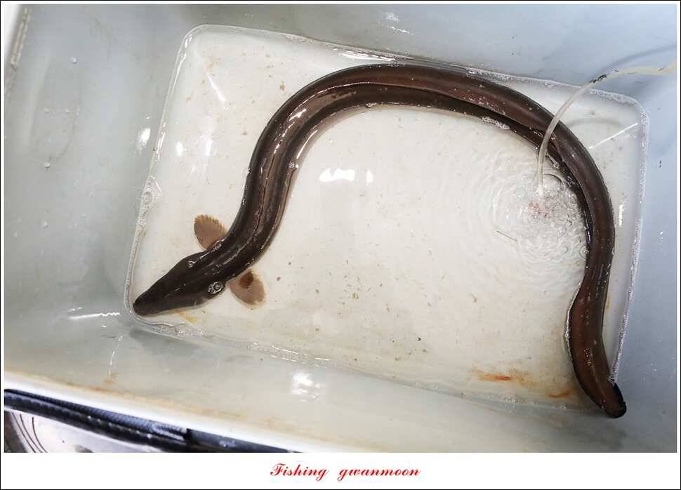 늘푸른 대물 장어화곡지 마릿수 월척 조황 (조황조행기 - 특파원조황)