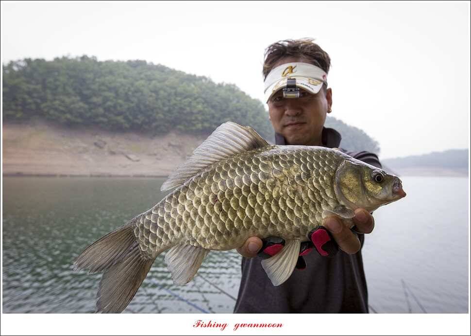 신매 42 cm 외 충주호 조황 (조황조행기 - 특파원조황)
