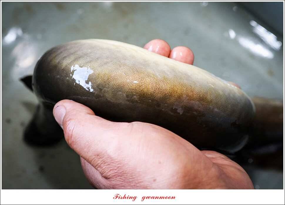 늘푸른 대물 장어화곡지 마릿수 월척 조황 (조황조행기 - 특파원조황)