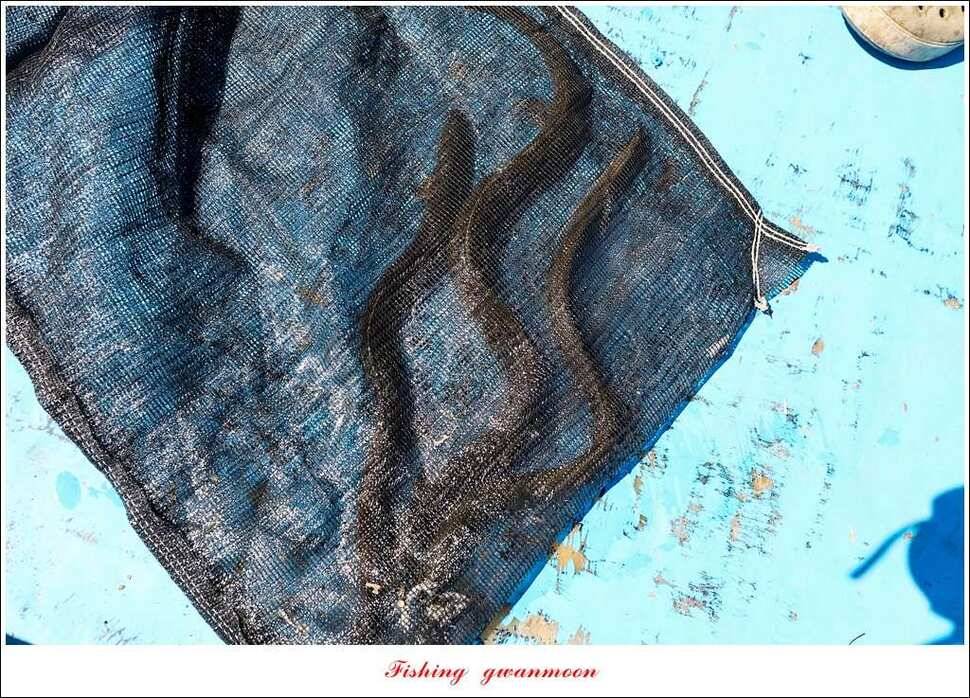 늘푸른 키로 장어마릿수 장어 조황 (조황조행기 - 특파원조황)