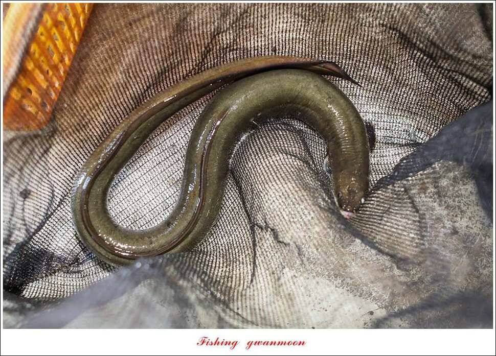 늘푸른 키로 장어마릿수 장어 조황 (조황조행기 - 특파원조황)