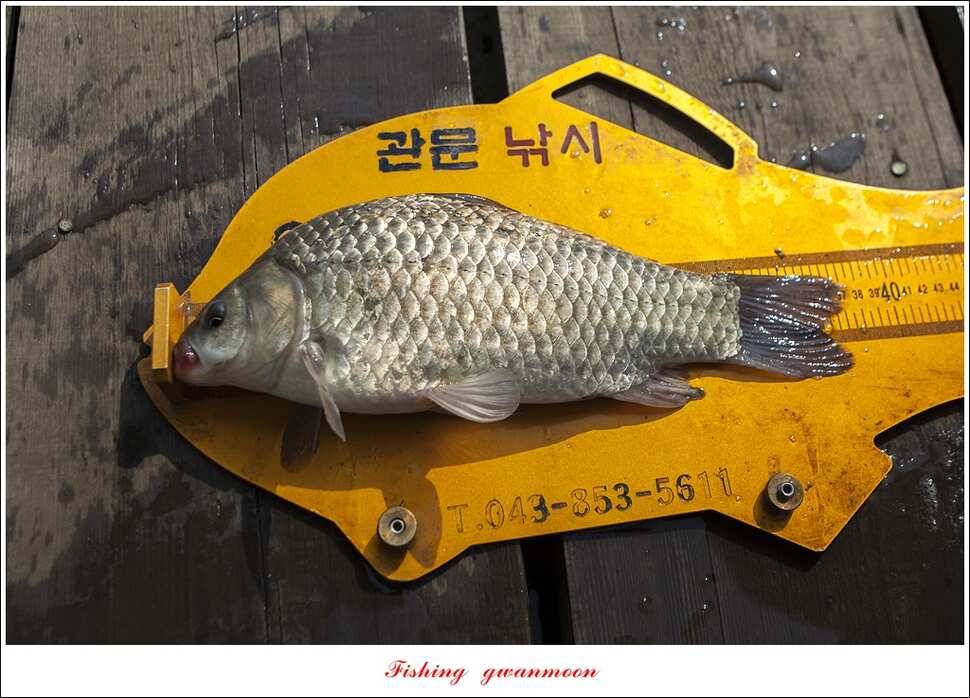 한버들 낚시대회실리곡 월척 (조황조행기 - 특파원조황)