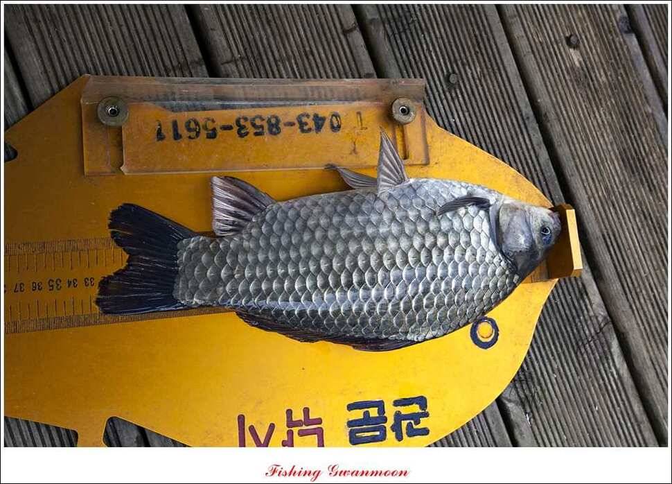 짱가네 사짜돌감실리곡병호 월척 (조황조행기 - 특파원조황)