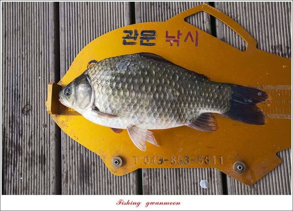 신매실리곡한버들 월척 조황 (조황조행기 - 특파원조황)