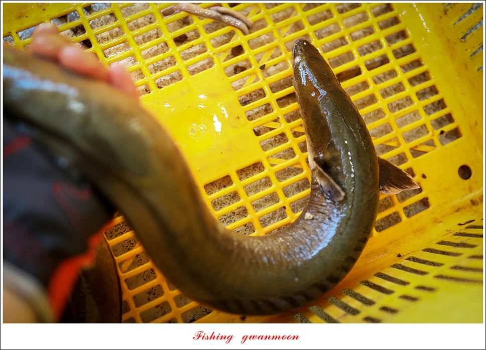 늘푸른 키로 장어마릿수 장어 조황 (조황조행기 - 특파원조황)