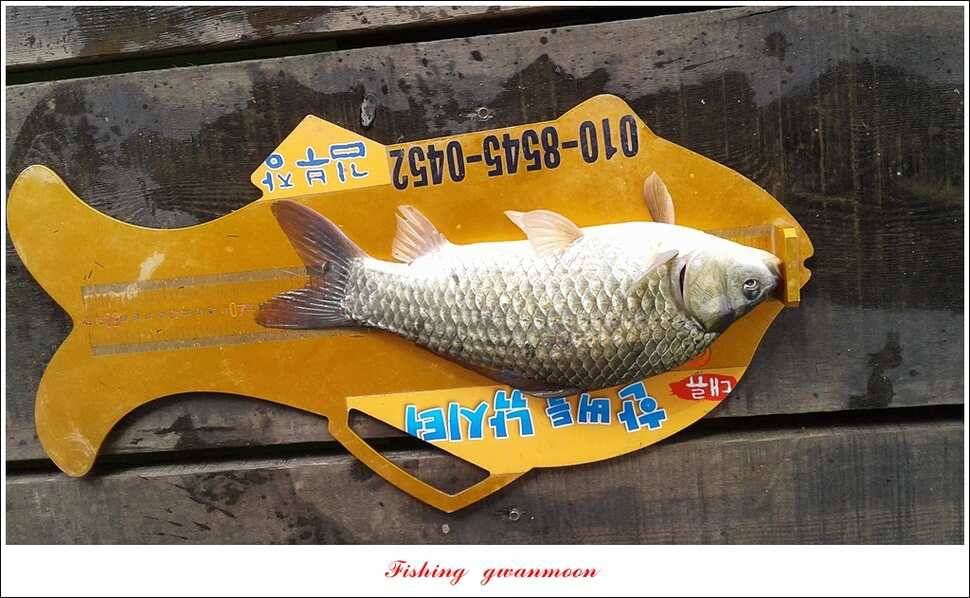 제일 4 짜돌감한버들 마릿수 월척화곡지 사짜 및 마릿수 월척 (조황조행기 - 특파원조황)