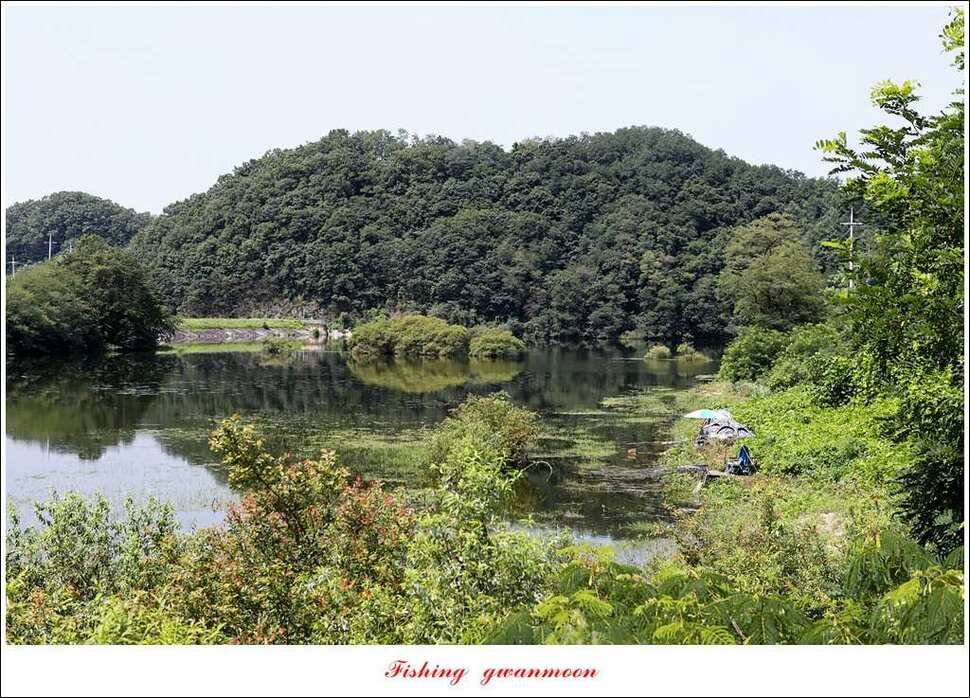 늘푸른 대물 장어화곡지 마릿수 월척 조황 (조황조행기 - 특파원조황)