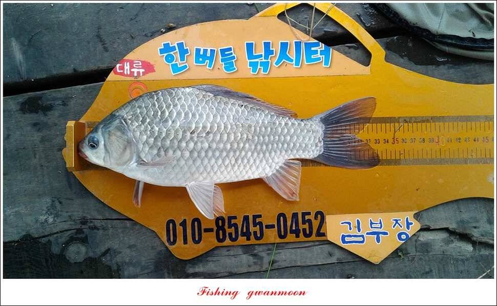 제일 4 짜돌감한버들 마릿수 월척화곡지 사짜 및 마릿수 월척 (조황조행기 - 특파원조황)