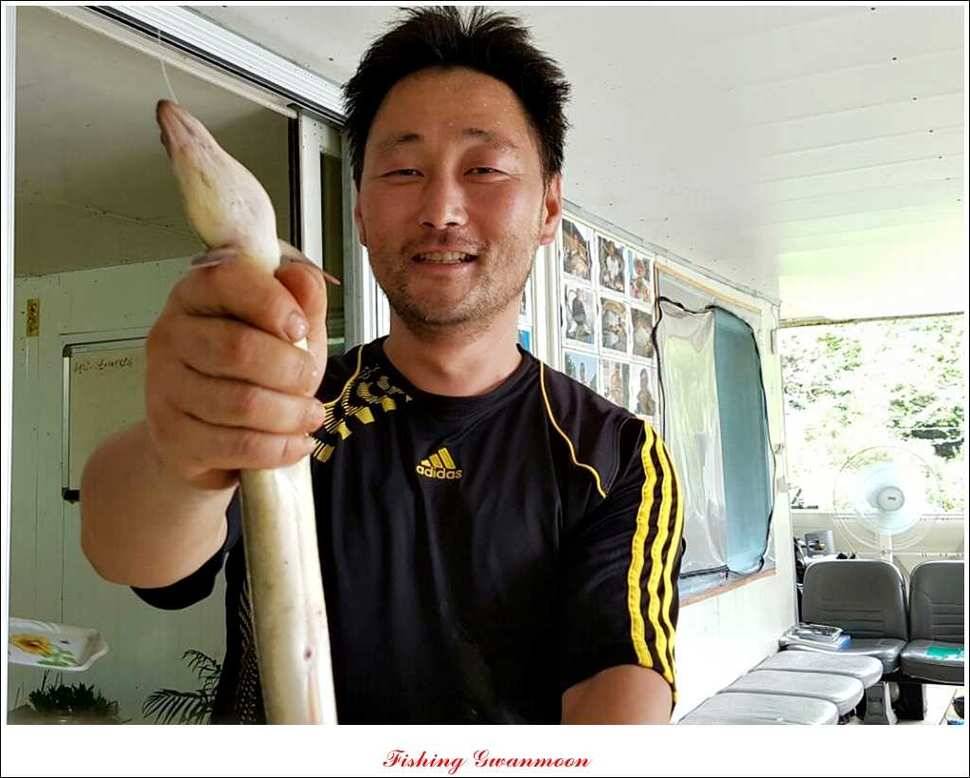 신매늘푸른 돌감한버들 조황 (조황조행기 - 특파원조황)
