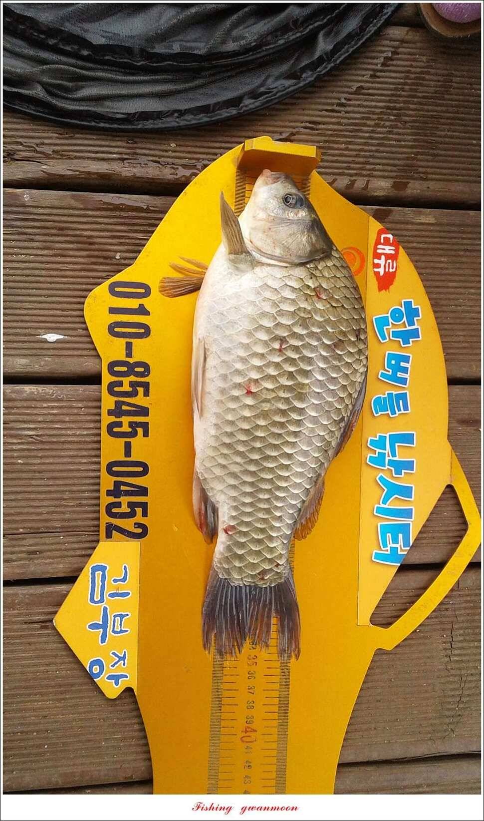 충주호칠성지 주말 조황 (조황조행기 - 특파원조황)