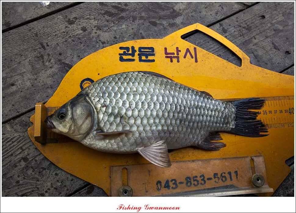 짱가네 사짜돌감실리곡병호 월척 (조황조행기 - 특파원조황)