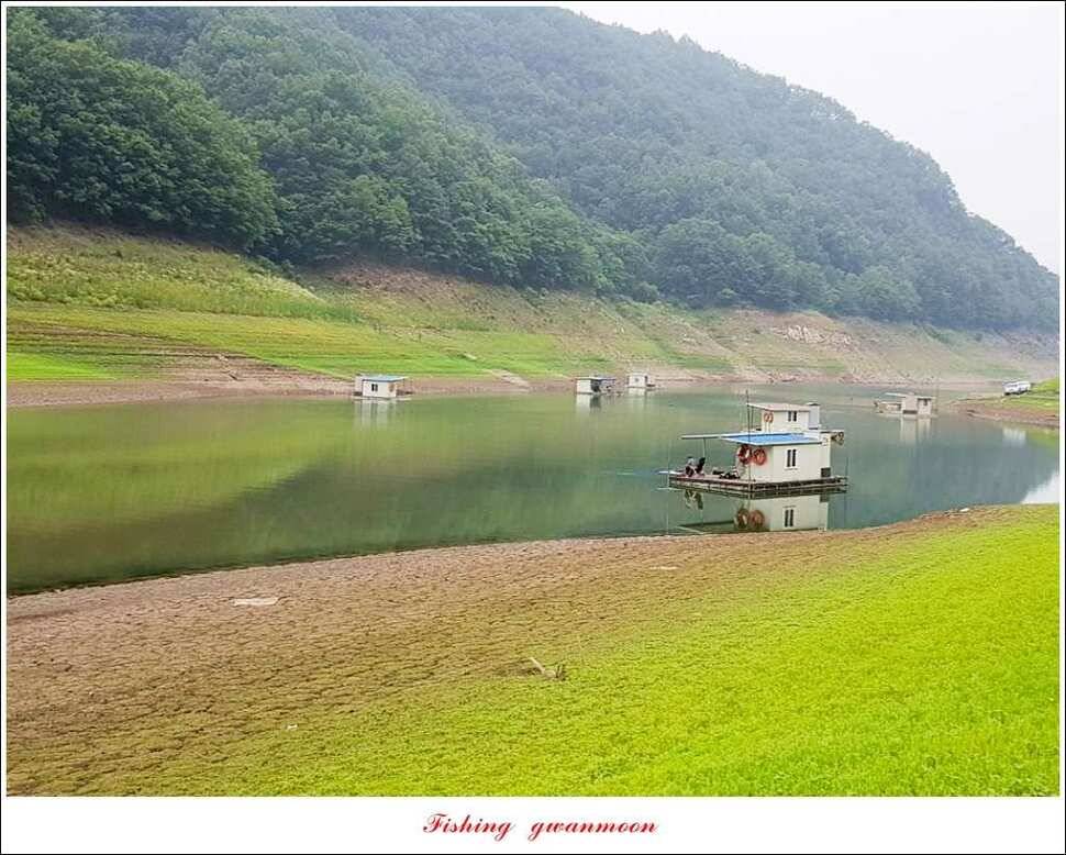 신매실리곡한버들 월척 조황 (조황조행기 - 특파원조황)