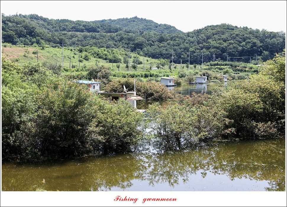 늘푸른 대물 장어화곡지 마릿수 월척 조황 (조황조행기 - 특파원조황)