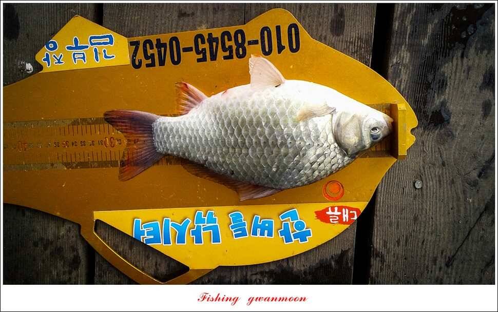 충주호칠성지 주말 조황 (조황조행기 - 특파원조황)