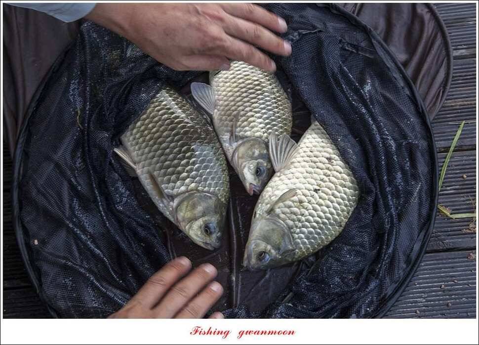 병호 사짜실리곡 사짜늘푸른 사짜 및 키로급 장어돌감 38 cm 및 마릿수 조황 (조황조행기 - 특파원조황)