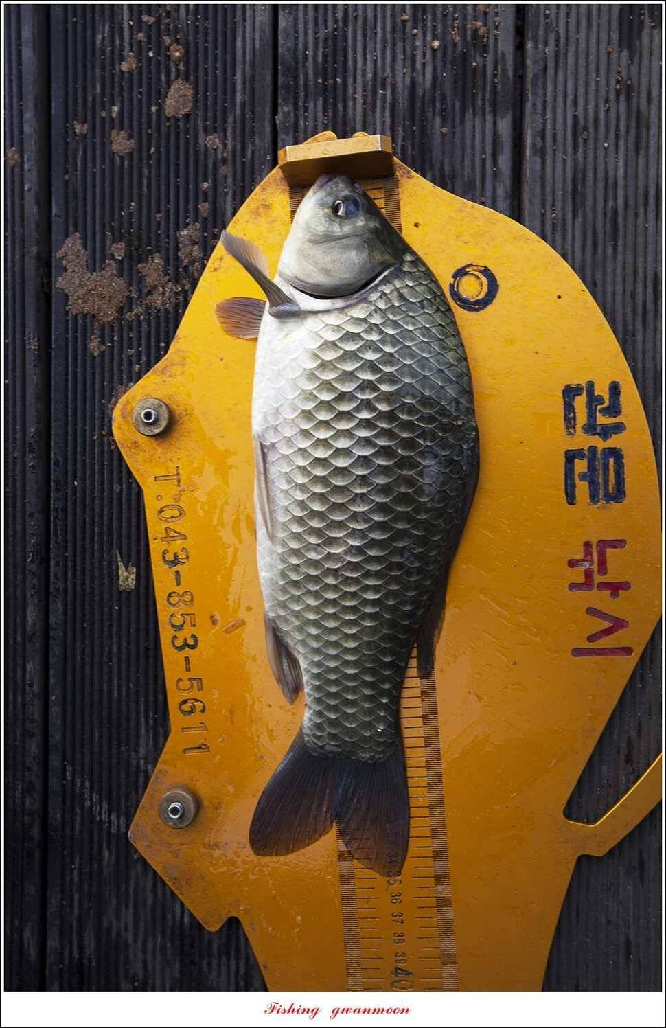 병호 사짜실리곡 사짜늘푸른 사짜 및 키로급 장어돌감 38 cm 및 마릿수 조황 (조황조행기 - 특파원조황)