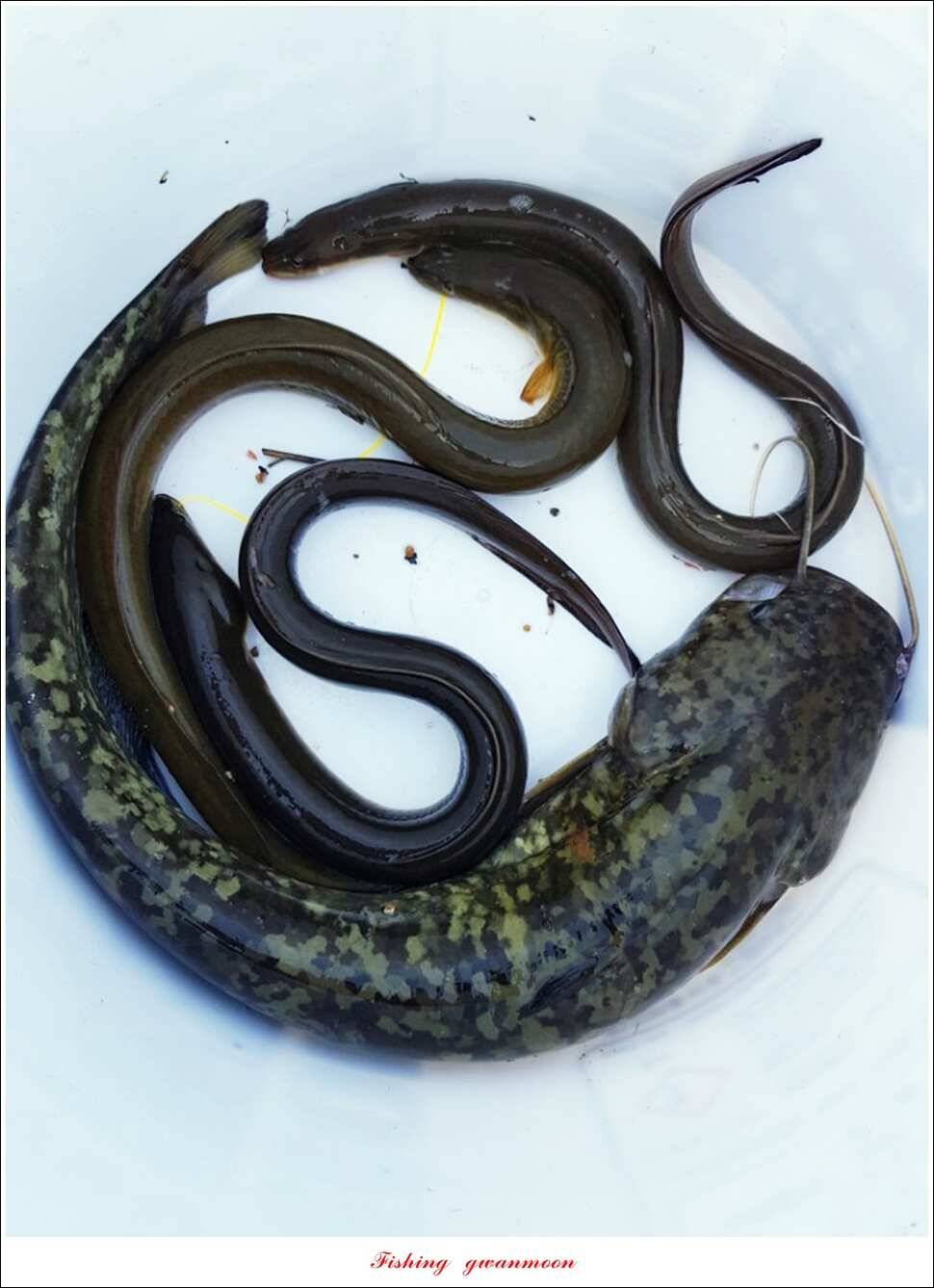 화곡지실리곡 조황 (조황조행기 - 특파원조황)