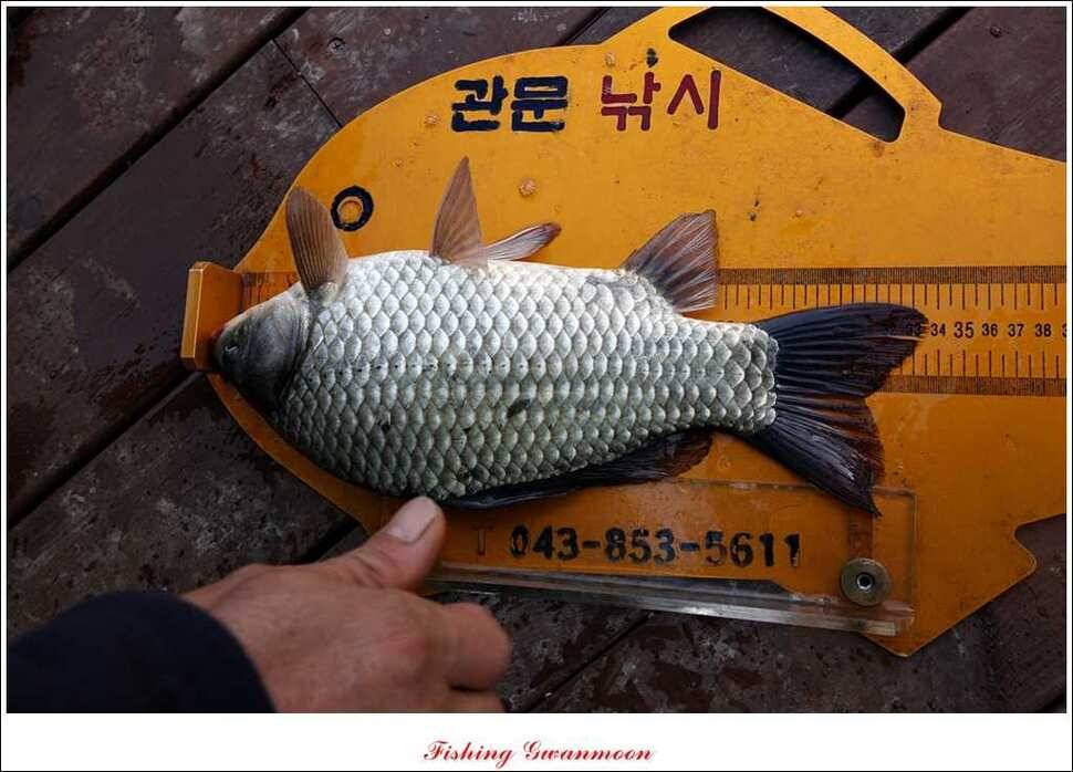 짱가네 사짜돌감실리곡병호 월척 (조황조행기 - 특파원조황)