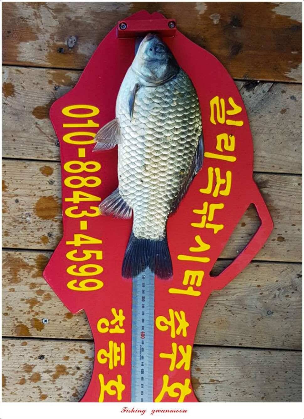 화곡지실리곡 조황 (조황조행기 - 특파원조황)