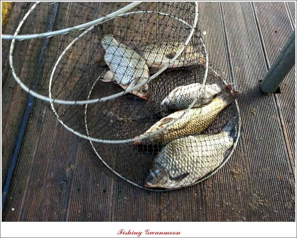 돌감실리곡짱가네병호 조황 (조황조행기 - 특파원조황)