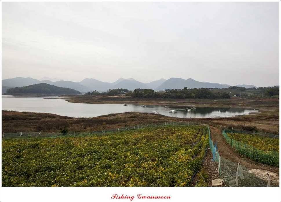 돌감한버들늘푸른 월척 조황 (조황조행기 - 특파원조황)