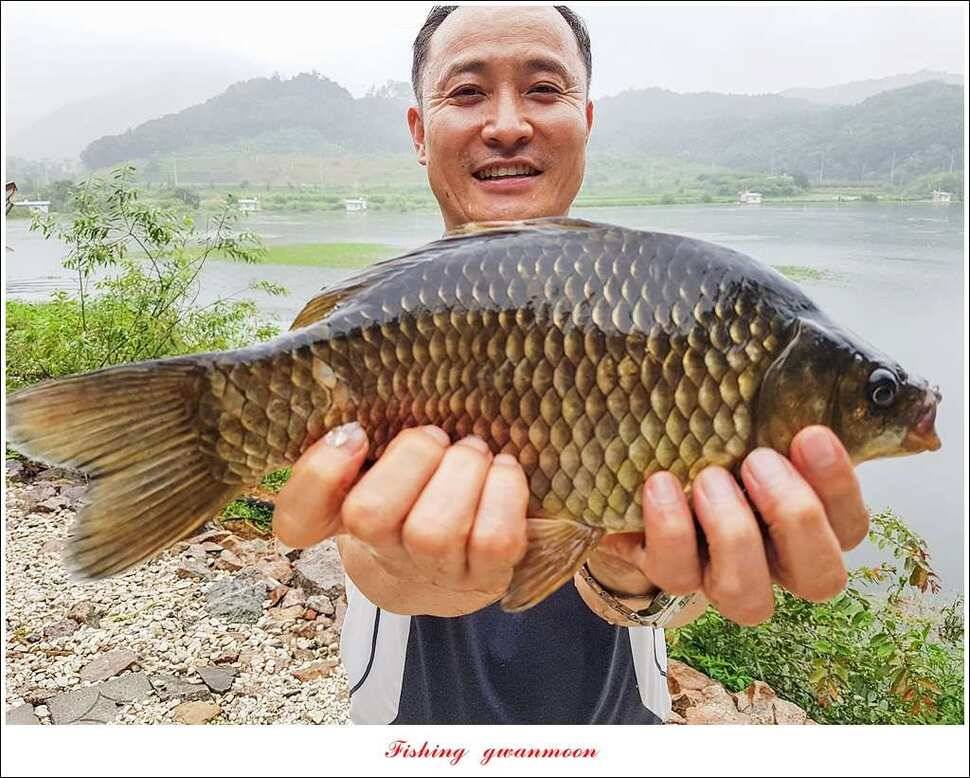 화곡지 월척 마릿수 조황 (조황조행기 - 특파원조황)