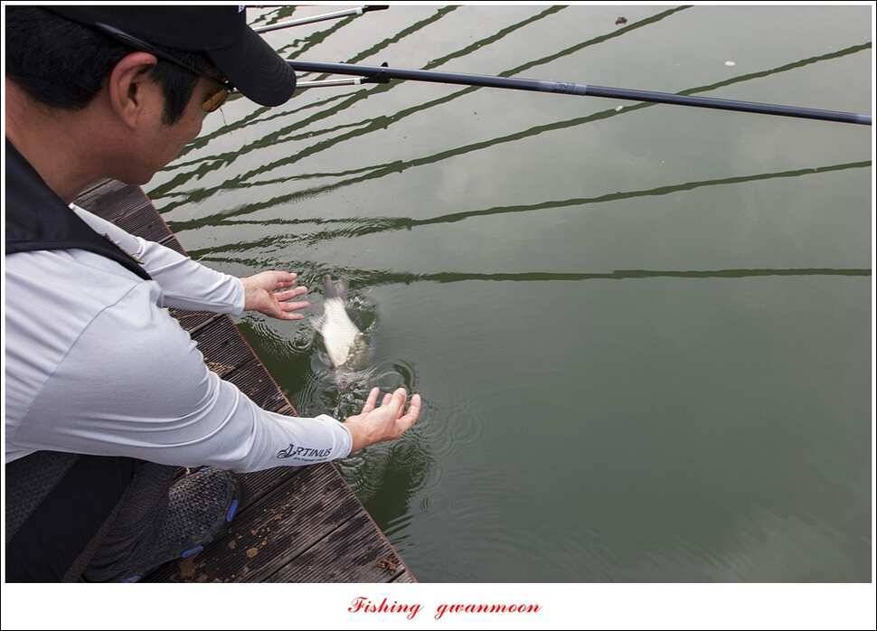병호 사짜실리곡 사짜늘푸른 사짜 및 키로급 장어돌감 38 cm 및 마릿수 조황 (조황조행기 - 특파원조황)