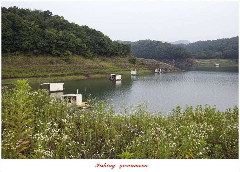 병호 사짜실리곡 사짜늘푸른 사짜 및 키로급 장어돌감 38 cm 및 마릿수 조황 (조황조행기 - 특파원조황)