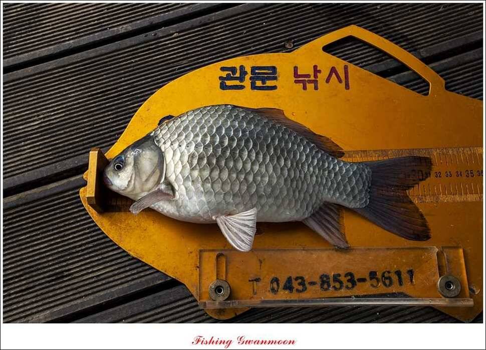 돌감한버들늘푸른 월척 조황 (조황조행기 - 특파원조황)