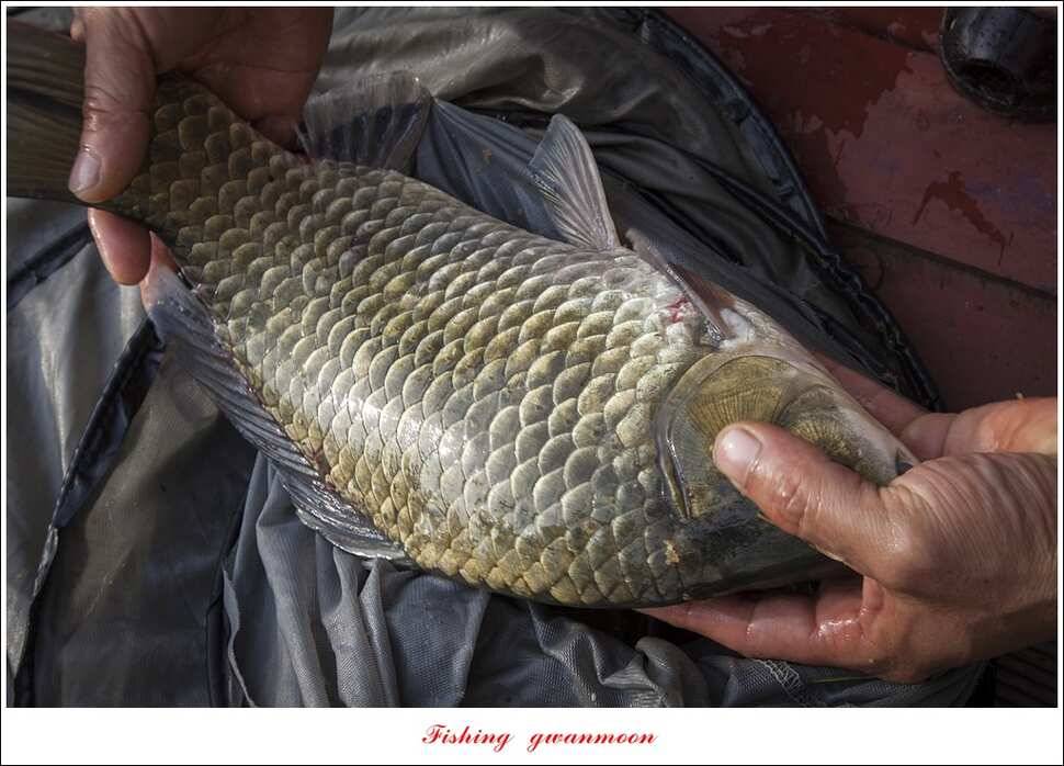 병호 사짜실리곡 사짜늘푸른 사짜 및 키로급 장어돌감 38 cm 및 마릿수 조황 (조황조행기 - 특파원조황)