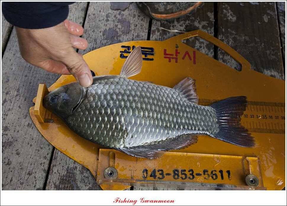 짱가네 사짜돌감실리곡병호 월척 (조황조행기 - 특파원조황)