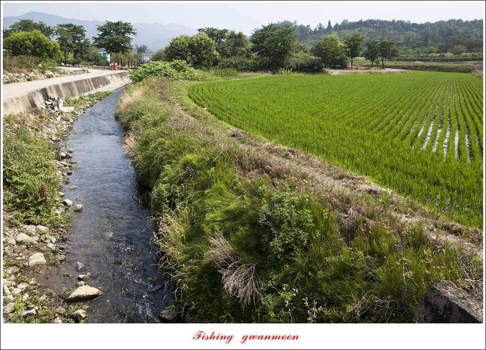 충주호칠성지 주말 조황 (조황조행기 - 특파원조황)