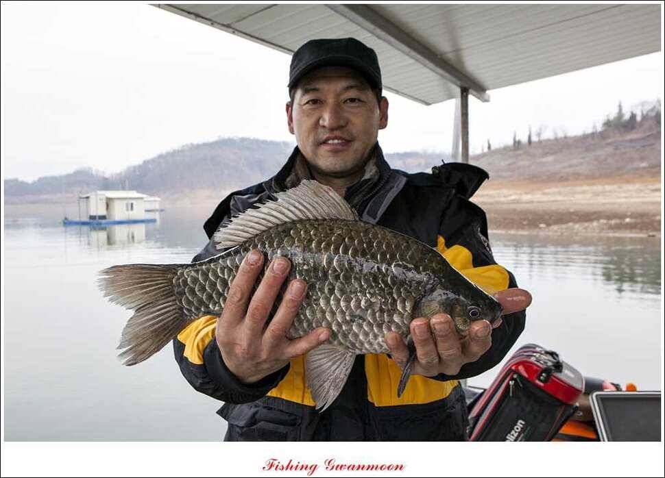 짱가네 415 cm제일 37 cm신매병호돌감한버들 월척 조황 (조황조행기 - 특파원조황)