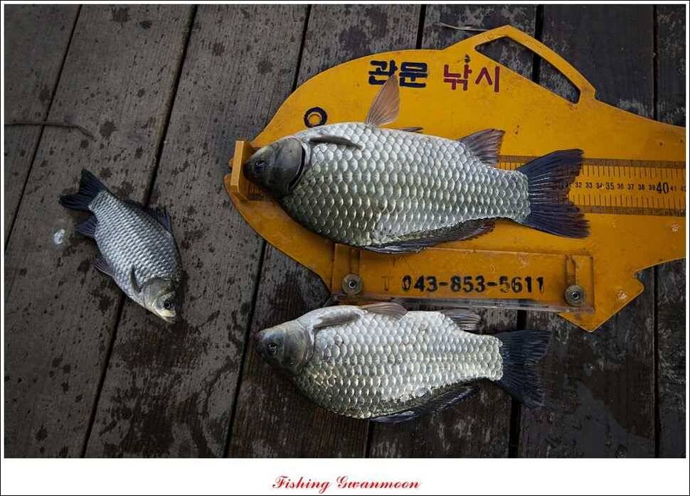 짱가네 사짜돌감실리곡병호 월척 (조황조행기 - 특파원조황)