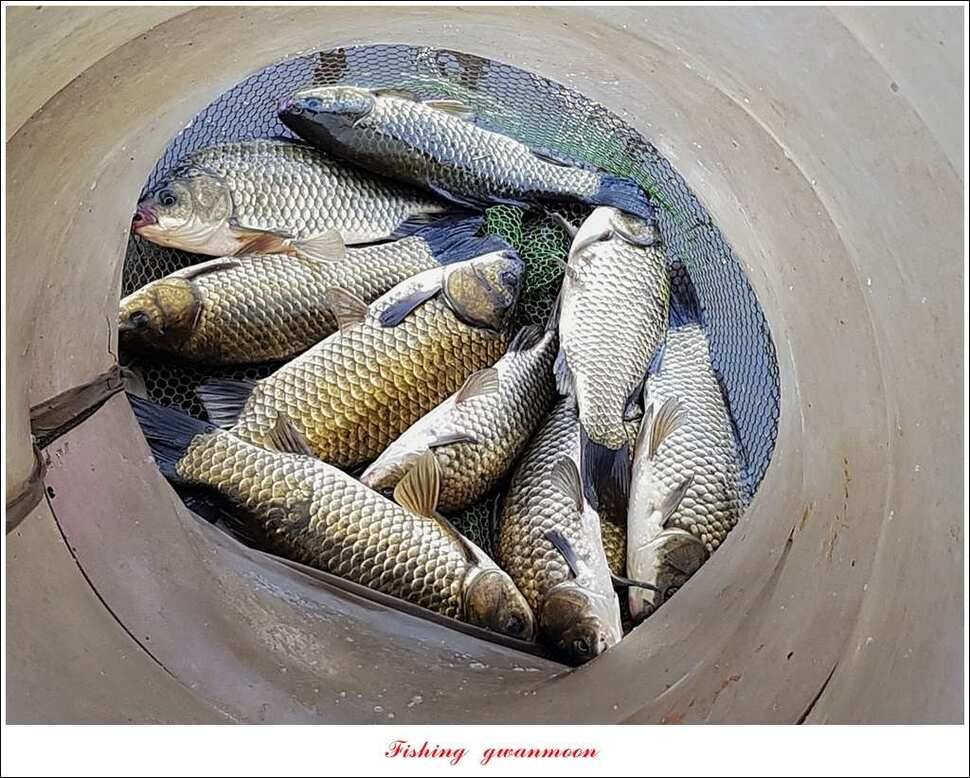 실리곡화곡지기타 조황 소식 (조황조행기 - 특파원조황)