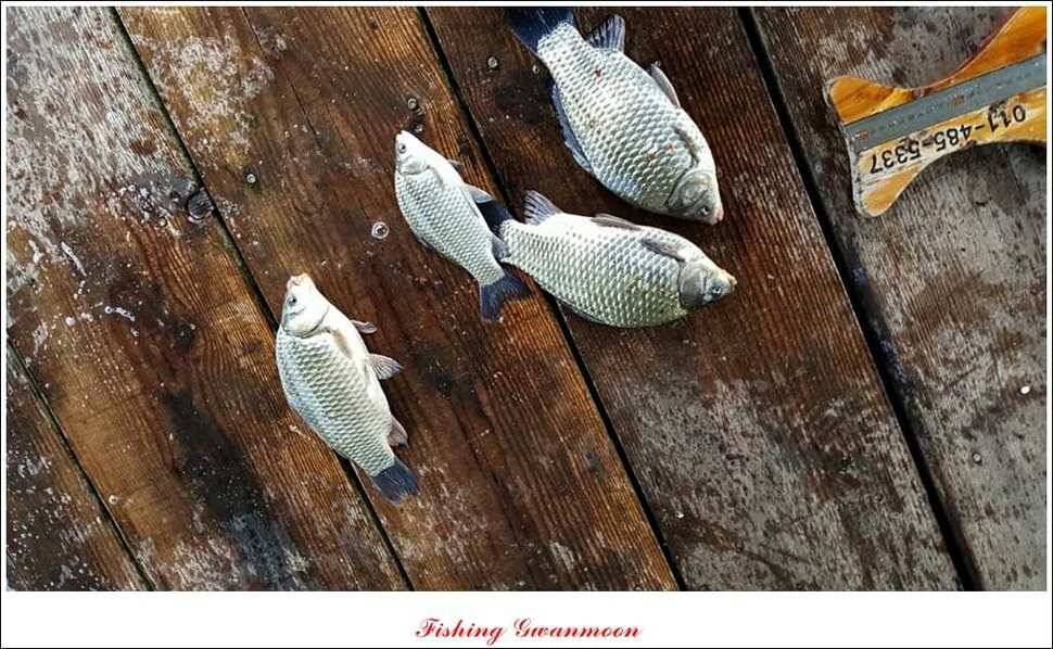 돌감실리곡짱가네병호 조황 (조황조행기 - 특파원조황)