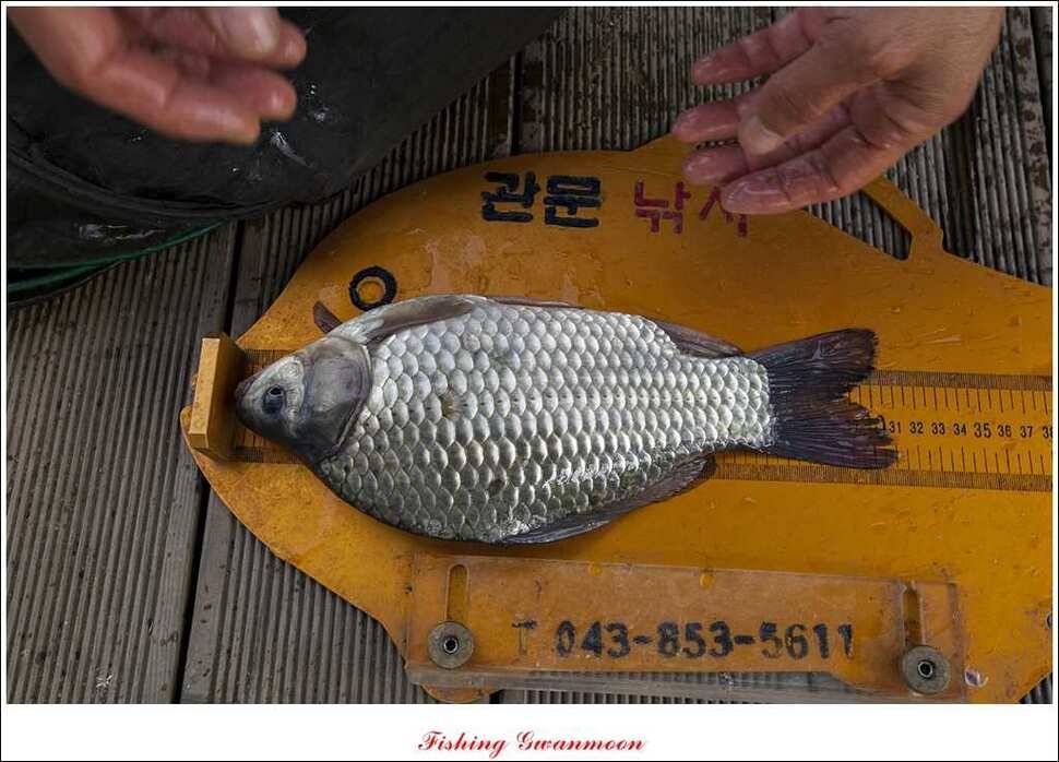 돌감한버들늘푸른 월척 조황 (조황조행기 - 특파원조황)