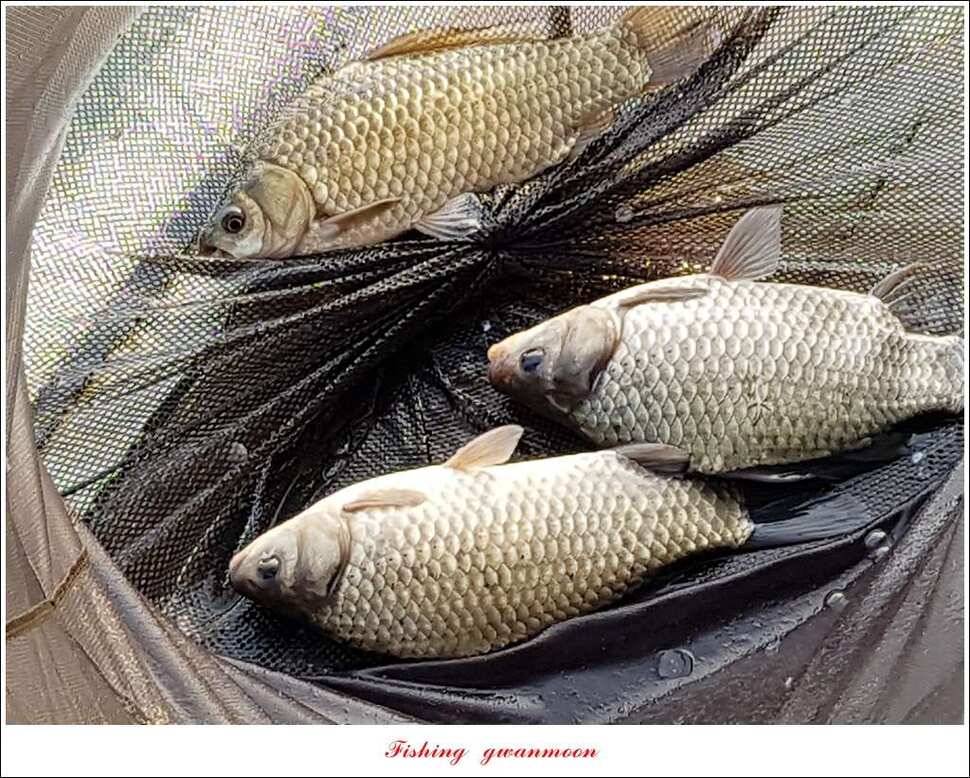 화곡지한버들돌감실리곡신매 조황 (조황조행기 - 특파원조황)