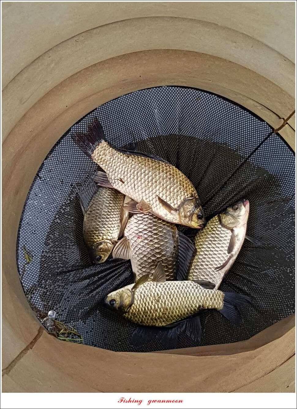 실리곡화곡지기타 조황 소식 (조황조행기 - 특파원조황)