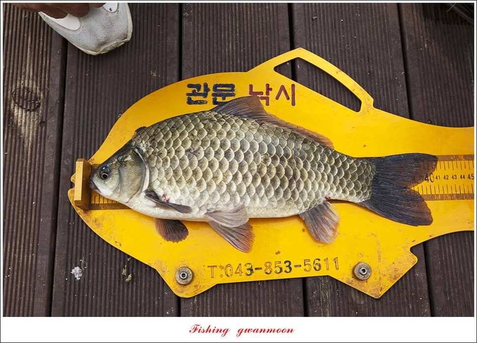 병호 사짜실리곡 사짜늘푸른 사짜 및 키로급 장어돌감 38 cm 및 마릿수 조황 (조황조행기 - 특파원조황)